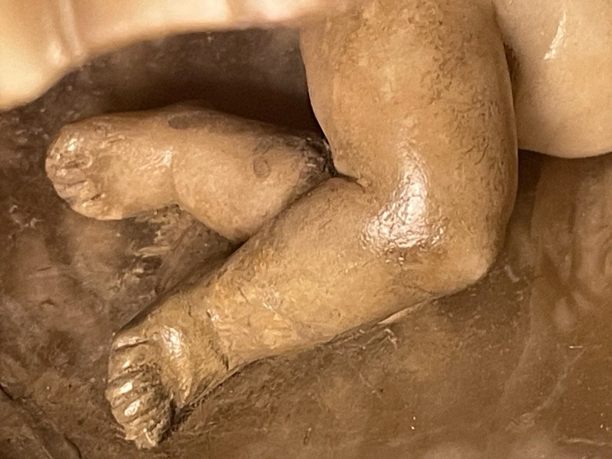 Sculpture 19ème XIXème Albâtre Grand Tour Angelot Putto Coquille Collection Rare